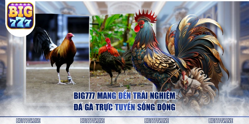 BIG777 mang đến trải nghiệm đá gà trực tuyến sống động