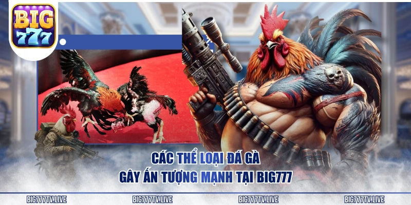 Các thể loại đá gà gây ấn tượng mạnh tại BIG777
